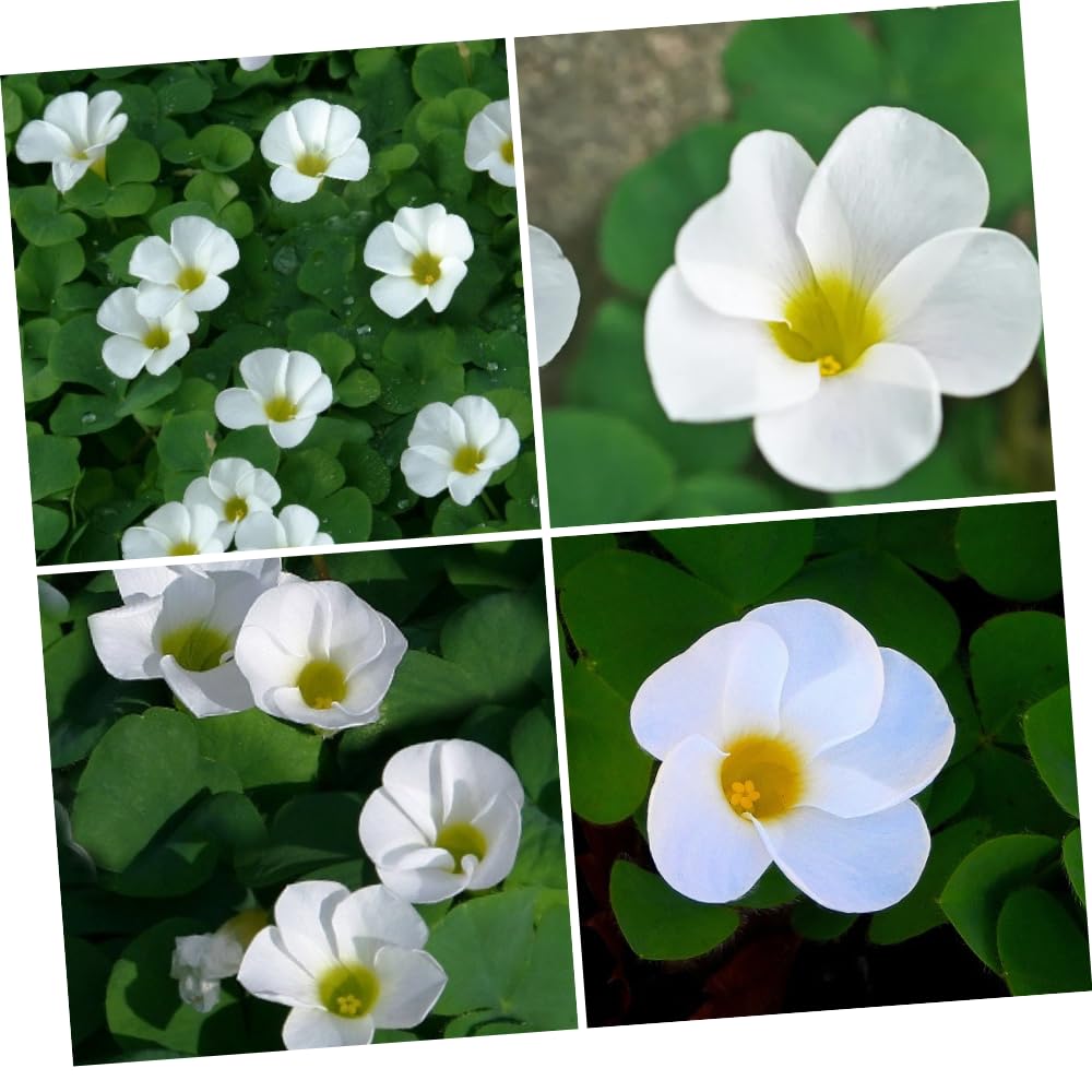 Oxalis Plant in 4'' Pot, 4-8'' Tall, Shamrock Flowers Plants, Perennial Flower Plants for Indoor and Outdoor Garden