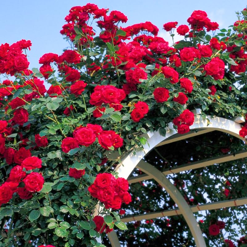 Climbing Bush Roses for Garden, Fragrant and Hardy Rose Plants for Outdoor Planting, No Pot, 5 to 9 Inc Tall Starter Plant Well-Rooted, Red Don Juan Blooms