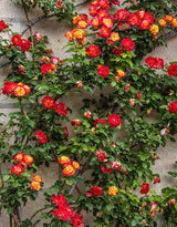 Orange Gold Rose Live Plant, Climbing Rose Plant Live, Climber Plant for Planting, No Leaf, Trim Back, Well Rooted, Bare Root