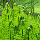 10 Fern Live Plants, Live Fern Plants, Cinnamon Ferns Bare Roots, Cinnamon Fern Plant, Cinnamon Fern Starter Plant for Growing Indoor
