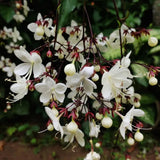 Smithianum Wallichii Clerodendrum Plants Live, Trailing Light Bulb Flowering Vine, 4-8 Inch Tall, Ready to Plant Outdoor
