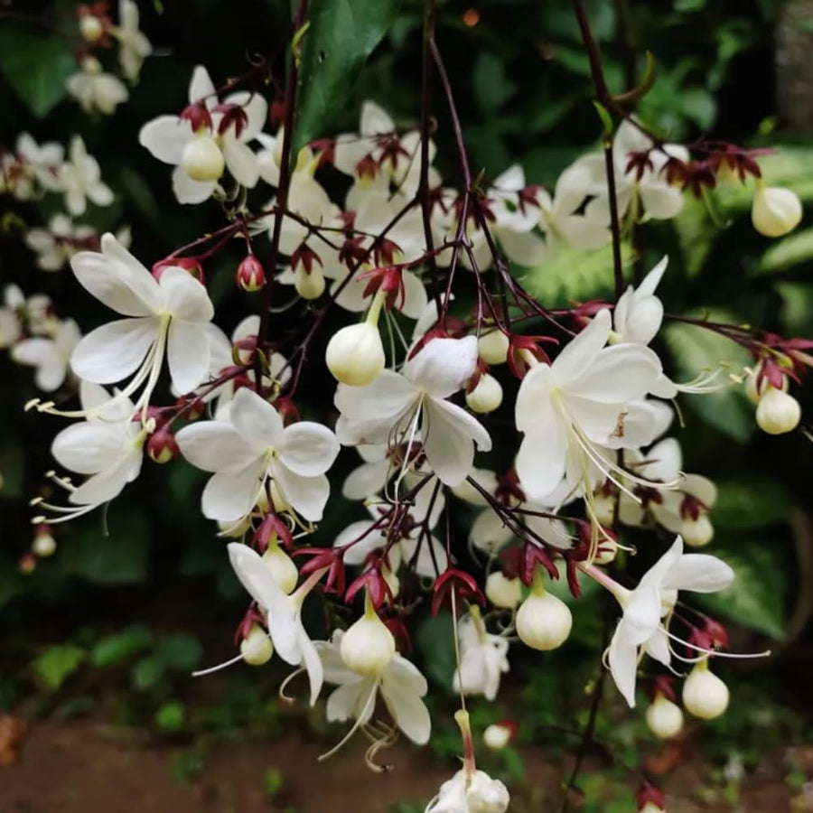Smithianum Wallichii Clerodendrum Plants Live, Trailing Light Bulb Flowering Vine, 4-8 Inch Tall, Ready to Plant Outdoor
