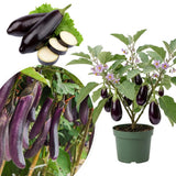 Live Eggplant Plant, Purple Eggplant Live, 4-7 Inches Tall in 4'' Pot, Long Vegetable Plant for Outdoor Garden