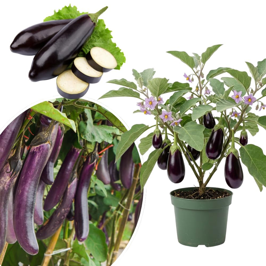 Live Eggplant Plant, Purple Eggplant Live, 4-7 Inches Tall in 4'' Pot, Long Vegetable Plant for Outdoor Garden