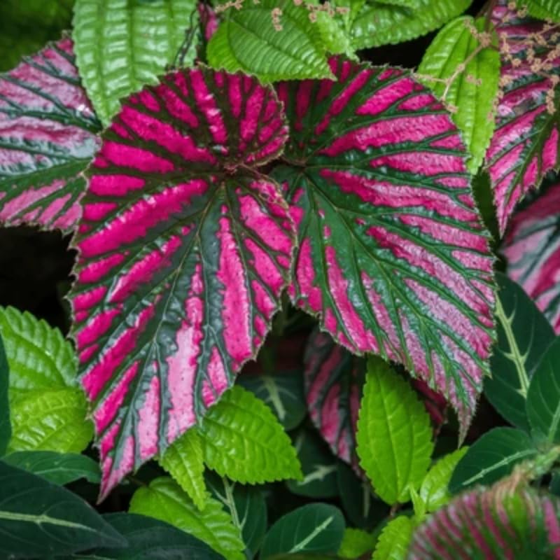 Combo 4 Begonias Houseplant Live Indoor, Red Begonia Maculata Live Plant, Begonias Live Plants Outdoor, 4 to 8 Inc Tall