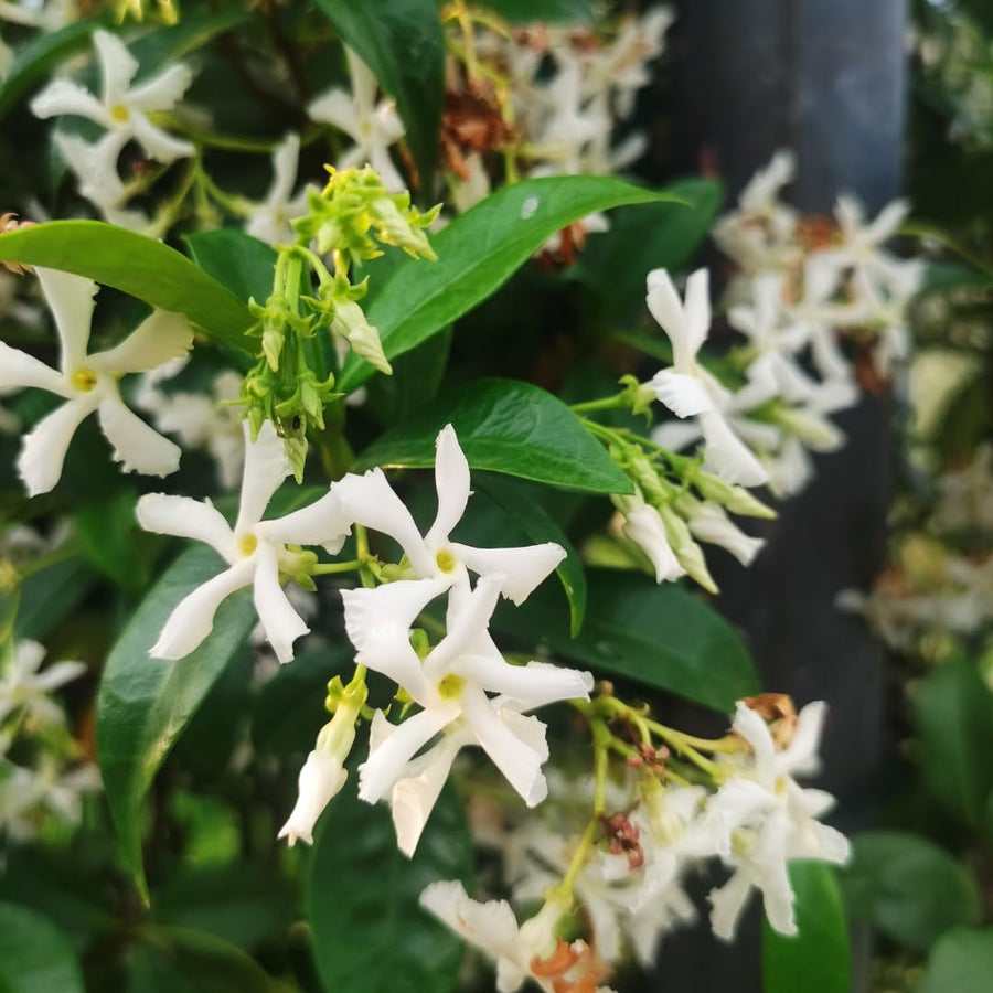 Star Jasmine Plant Live, Fragrant Jasmine Vine, 10 Inches Tall in 3 Inch Pot, Ready for Indoor or Outdoor Growing