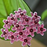 Hoya Carnosa Plant, Live Hoya Carnosa Plants, 4-6 Inch for Ornament Indoor Outdoor