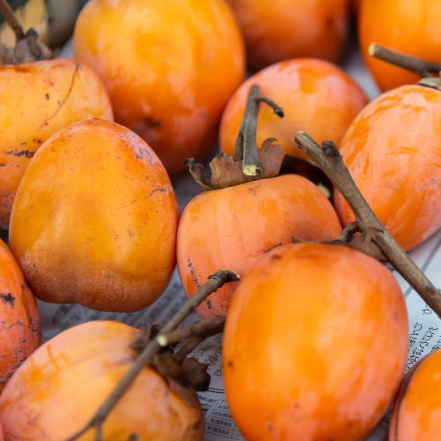 American Persimmon Live Plant Tree, 6-10 Inch Tall, in Quart Pot, Fruit Tree for Outdoor Garden, Yard, and Patio, Dormant in Winter