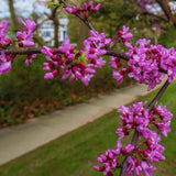 Redbud Tree Live Plant Bare Root, Red Bud Plant, Hardy Shrub Plant from 26 to 28 Inc Tall