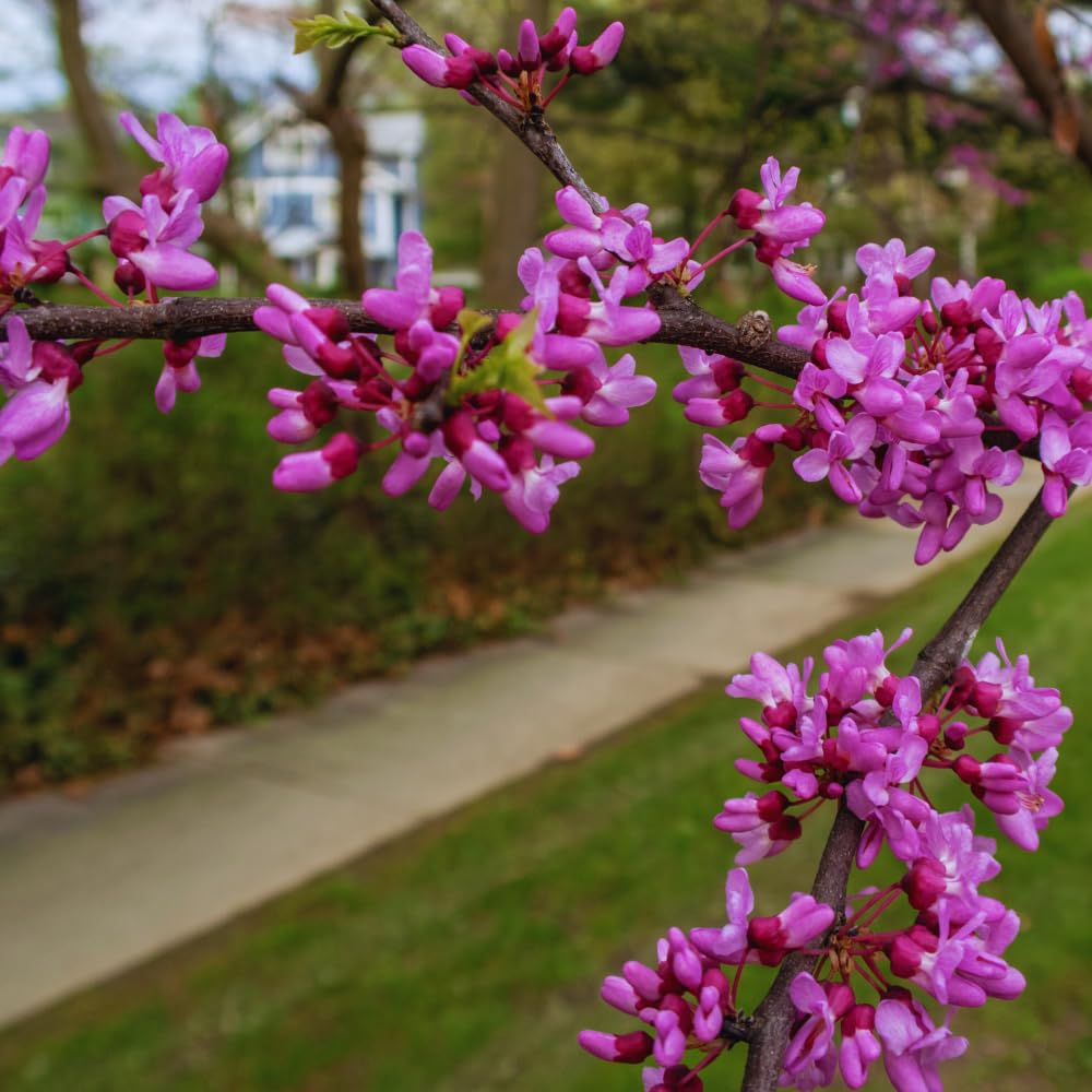 Redbud Tree Live Plant Bare Root, Red Bud Plant, Hardy Shrub Plant from 26 to 28 Inc Tall