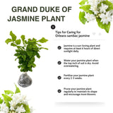 3 Sambac Jasmine Plants Live, Live Jasmine Plants, Grand Duke of Jasmine Live Plants, Double White Jasmine Live Plants for Grow Garden, 4 to 6 Inc Long