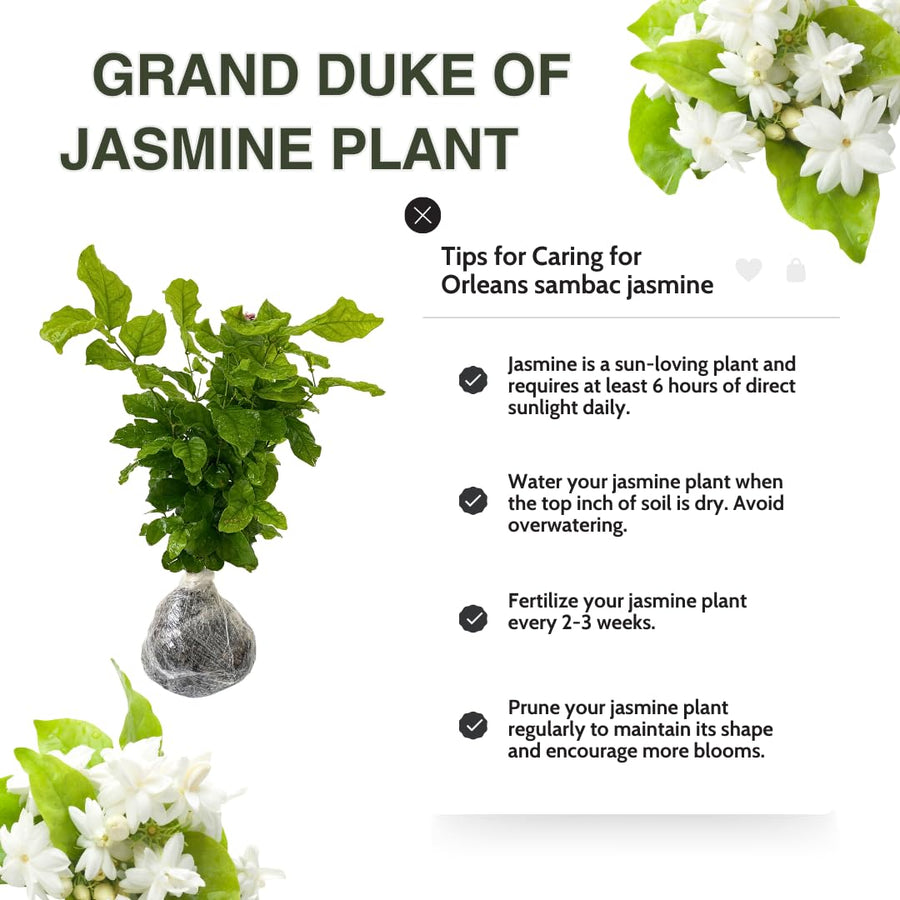 3 Sambac Jasmine Plants Live, Live Jasmine Plants, Grand Duke of Jasmine Live Plants, Double White Jasmine Live Plants for Grow Garden, 4 to 6 Inc Long