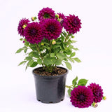 Dahlia Clump for Planting, Purple Dahlia Flower for Summer Blooms, Large and Vibrant Flowers, Suited for Zones 8 to 11