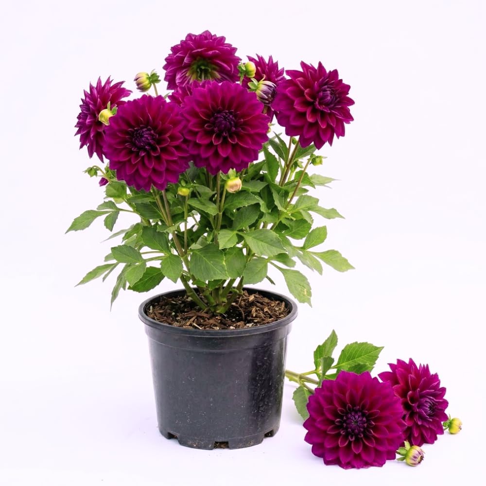 Dahlia Clump for Planting, Purple Dahlia Flower for Summer Blooms, Large and Vibrant Flowers, Suited for Zones 8 to 11