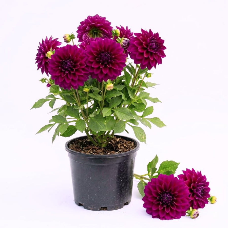 Dahlia Clump for Planting, Purple Dahlia Flower for Summer Blooms, Large and Vibrant Flowers, Suited for Zones 8 to 11
