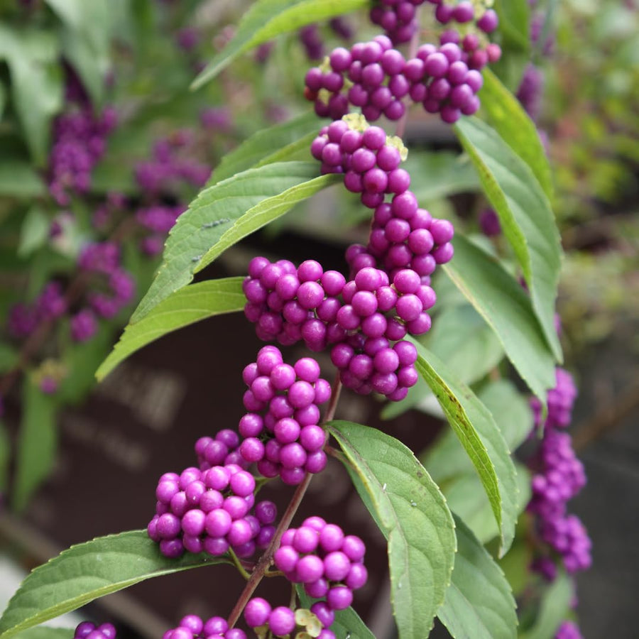 Set of 2 American Beautyberry Trees Live Plants, 16+ Inches Tall, 2–3 Years Old, Outdoor Beautyberry Shrubs for Garden Planting, No Pot