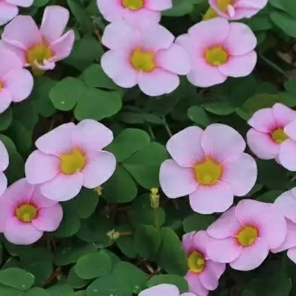 Oxalis Flower Plant in 4'' Pot, 4-8'' Tall, Shamrock Flowers Plants, Perennial Flower Plants for Indoor and Outdoor Garden (Light Purple Oxalis)