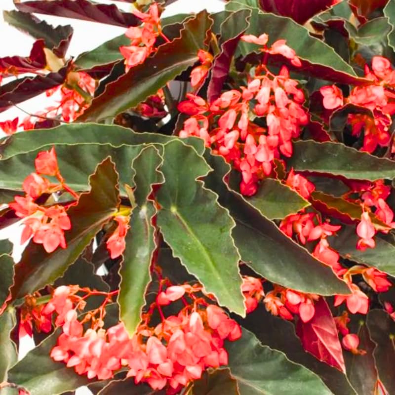 Angel Wing Begonia Live Plant, Polka Dot Begonia Maculata Plants, 4-7" Starter Indoor Outdoor Houseplant Décor, Air-Purifying and Easy Care, Bold Red Begonia with Striking Flowers