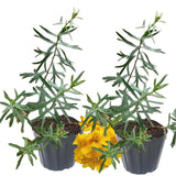 Pack 2 French Tarragon Plants Live, Tarragon Herb Plant Ready to Grow, 5-9 Inch Tall, Tarragon Mint for Your Garden