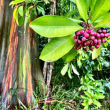 Rainbow Eucalyptus Plant Live, Eucalyptus Live Plants, in 2.5" Pot, Well-Rooted Starter Plants for Indoor Outdoor Growing