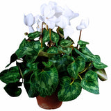 Cyclamen Live Plant in Pot, Hardy Cyclamen Plant Live Vibrant Blooms, in 4 Inc Pot, Indoor Flowering Houseplant for Year-Round Display