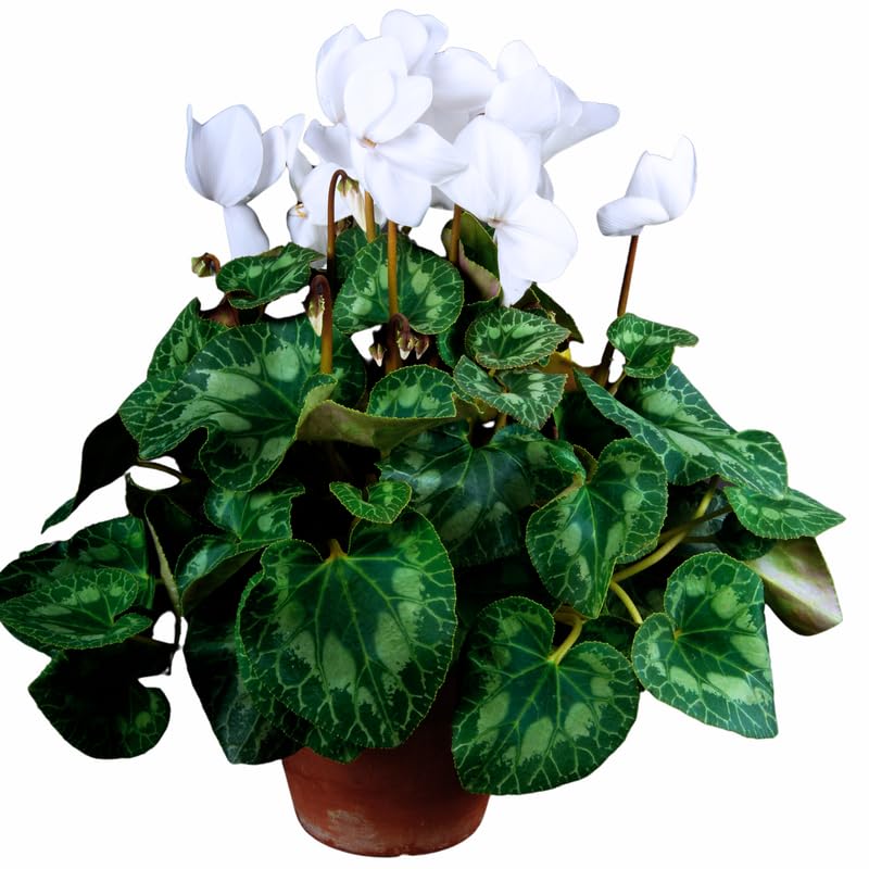 Cyclamen Live Plant in Pot, Hardy Cyclamen Plant Live Vibrant Blooms, in 4 Inc Pot, Indoor Flowering Houseplant for Year-Round Display