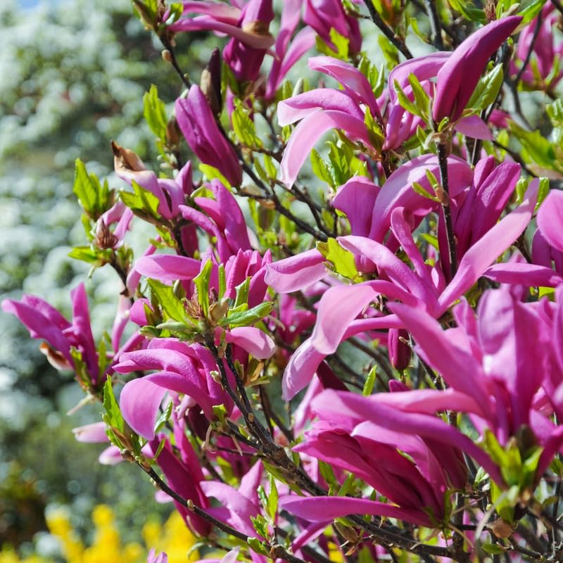 2 Magnolia Trees Live Plant, Fragrant Magnolia Plant Live for Planting Outdoor 6 to 12 Inc Height, Beautiful Magnolia Flowers Tree, Magnolia Flowers, in Pots (Ann Magnolia)