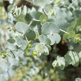 Fragrant Starter Eucalyptus Tree Plant Live, 5-8 Inches Tall, Dormant, Fragrant Leaf for Home Decor, Ready for Transplant (Silver Dollar)