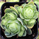 Pack 2 Mountain Rose Cactus Live Plants, Very Rare Succulent with Rose Shape and Green Color in 2" Pot, Stater Plant