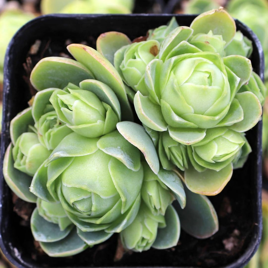 Pack 2 Mountain Rose Cactus Live Plants, Very Rare Succulent with Rose Shape and Green Color in 2" Pot, Stater Plant