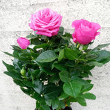 Magenta Mini Rose Plant Live, Miniature Rose Bush in 3" Pot, Indoor Outdoor Flowering Plant, Compact Live Rose for Gifts and Gardens