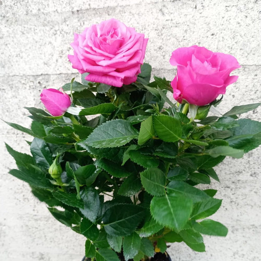 Magenta Mini Rose Plant Live, Miniature Rose Bush in 3" Pot, Indoor Outdoor Flowering Plant, Compact Live Rose for Gifts and Gardens