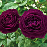 Deep Purple Climbing Rose Live Plant, Fragrant Rose Bush Ready to Plants, Zone 5 to 9, Size 5 to 7 Inches and Bare Root