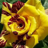 Stripe Rose Bush Live Plant - Rose Plant Live to Grow - Bareroot with Soil 7-10 Inch Tall - Fragrant Rose Flowers Hybrid Tea Rose