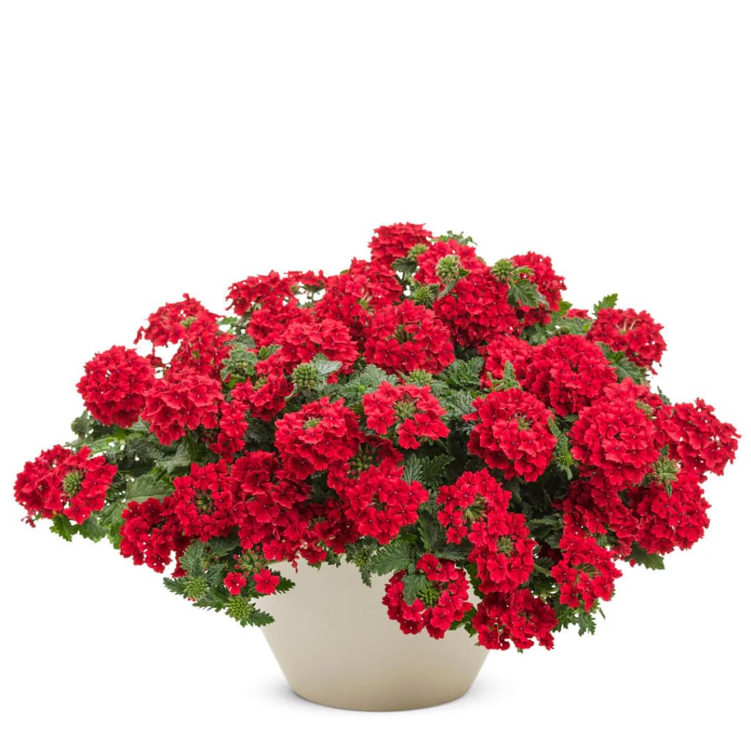Perennial Red Verbena Plants Live, Sets 6 Plants Verbena for Planting, No Pot, Size 5-9 Inc Tall, Spring Plants Verbena for Trailing Basket, No Pot