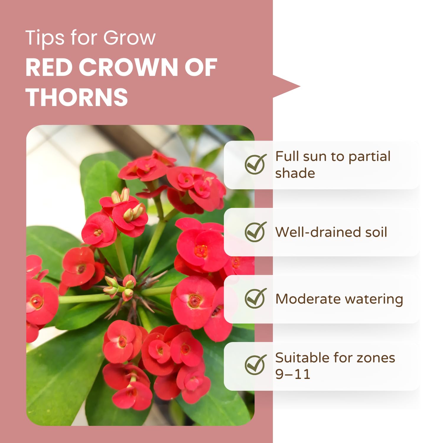 Crown of Thorns Live Plant, Red Euphorbia Milii Plant, 4 Inches Pot, Hardy Crown of Thorns Succulent for Outdoor Garden (Red)