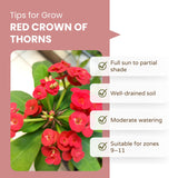 Crown of Thorns Live Plant, Red Euphorbia Milii Plant, 4 Inches Pot, Hardy Crown of Thorns Succulent for Outdoor Garden (Red)