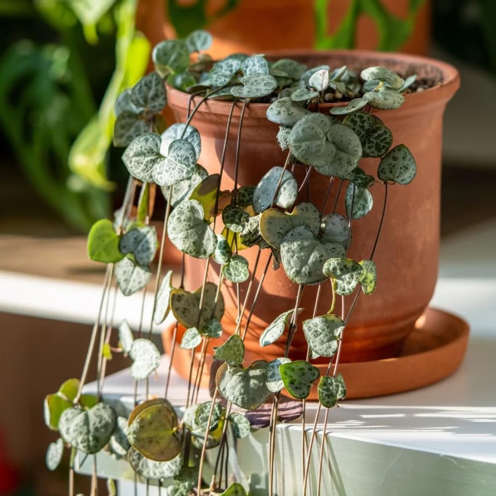 String of Hearts Plant Live, Ceropegia Woodii Variegata, in 4" Pot, Rare Trailing Succulent Vine for Indoor Hanging Pots (Green String of Hearts Plant)