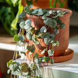 String of Hearts Plant Live, Ceropegia Woodii Variegata, in 4" Pot, Rare Trailing Succulent Vine for Indoor Hanging Pots (Green String of Hearts Plant)