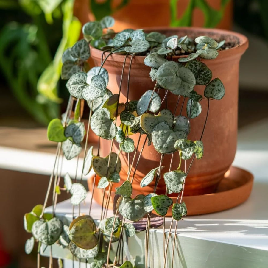 String of Hearts Plant Live, Ceropegia Woodii Variegata, in 4" Pot, Rare Trailing Succulent Vine for Indoor Hanging Pots (Green String of Hearts Plant)