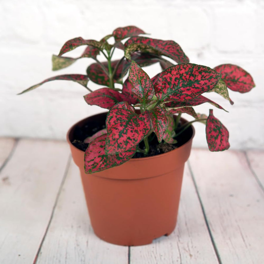 Set 3 Red Polka Dot Plants, Polka Dot Houseplant, Indoor Outdoor Planting 4 Inch Tall
