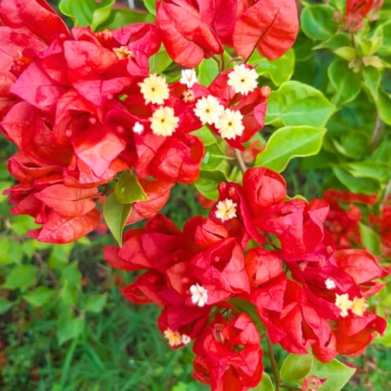 2 Trailing Bougainvillea Plants Live, Hardy Flowering Bougainvillea Plants for Hanging Basket, Container Growing, 4-8 Inches Tall (Bright Red)