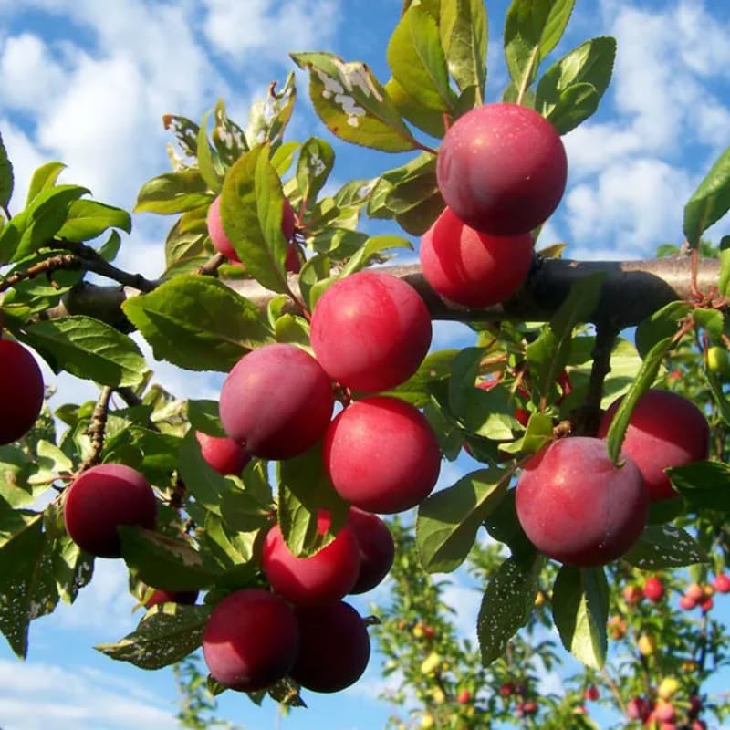 2 Chickasaw Plum Trees Live Plants Bare Roots for Planting, 1 Year Old for Gardening 12-18" Dormant, No Pot