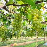 Green Grape Plant Live Bareroot 1 Feet Tall, in Pot, Grape Vine Live Plant, Grape Fruit Tree Live Plant for Planting