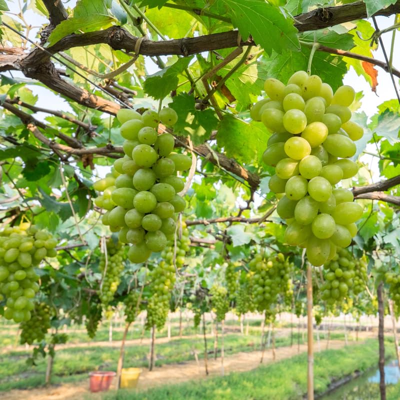 Green Grape Plant Live Bareroot 1 Feet Tall, in Pot, Grape Vine Live Plant, Grape Fruit Tree Live Plant for Planting