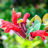 2 Curly Lipstick Vine Plant, Red Lipstick Plants Live, 4 Inches Pot for Growing