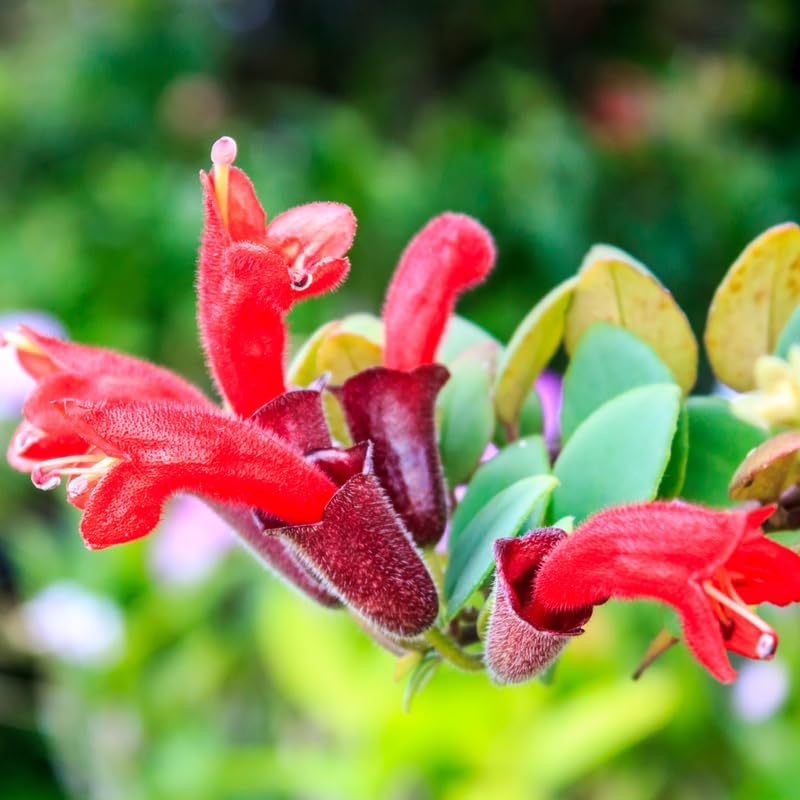 2 Curly Lipstick Vine Plant, Red Lipstick Plants Live, 4 Inches Pot for Growing