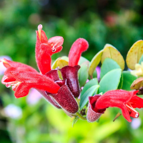 2 Curly Lipstick Vine Plant, Red Lipstick Plants Live, 4 Inches Pot for Growing