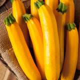2 Yellow Zucchini Plants Live, Squash Vegetable Plants, 5–9 Inches Tall, Well Rooted, Ready for Home Garden Growing