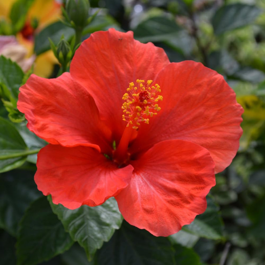 Red Hibiscus Plant Live, Hardy Hibiscus Plants Live 5-7 Inches Tall, Vibrant Blooming Flower, Well-Rooted Plant for Home Garden Indoor Outdoor